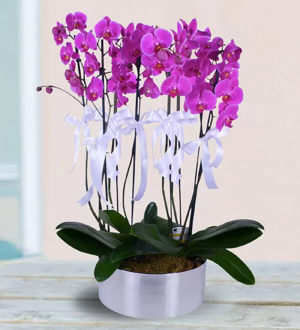 8 Dallı Mor Orkide Aranjmanı