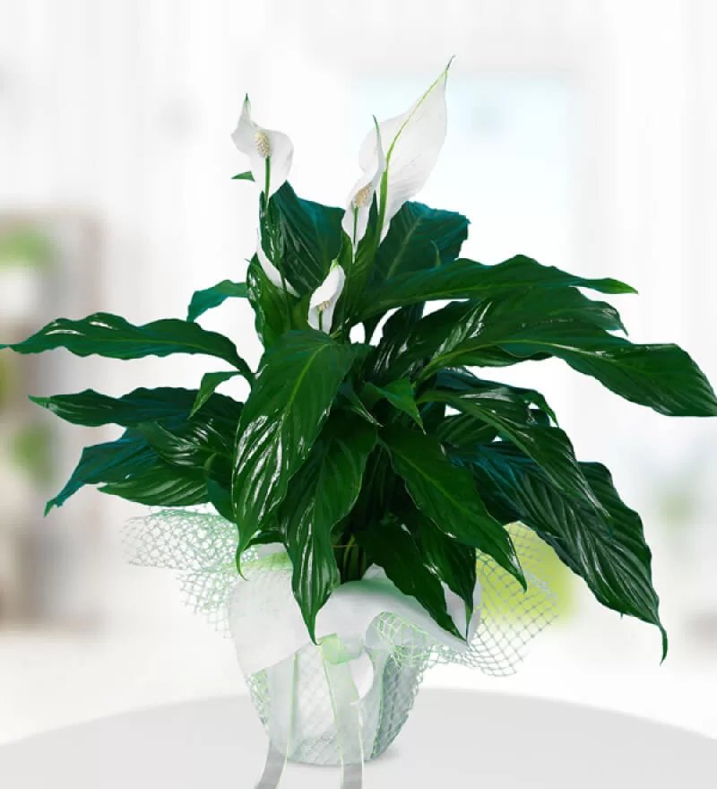 Beyaz Spatifilyum Çiçeği