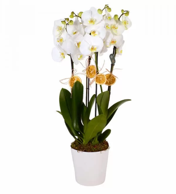 Saksıda 4 Beyaz Orkide