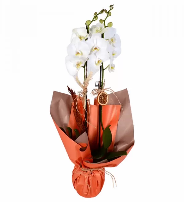 Turuncu Buket Kağıtlı Saksıda Çift Dallı Beyaz Orkide