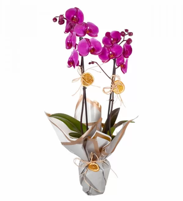 Çift Dallı Mor Orkide