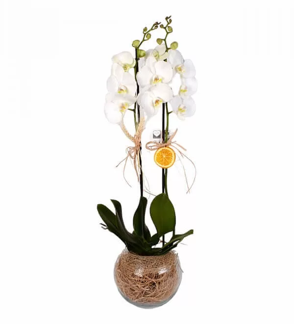 Cam Fanusta 2 Dal Beyaz Orkide Çiçeği