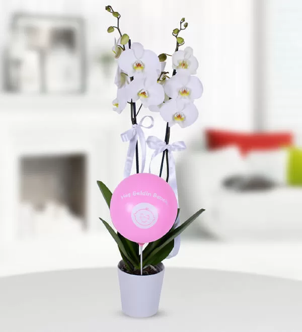 Hoş Geldin Kız Bebek Beyaz Orkide